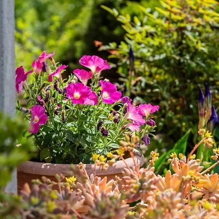 Tra Vigne E Stelle * ネイヴェ